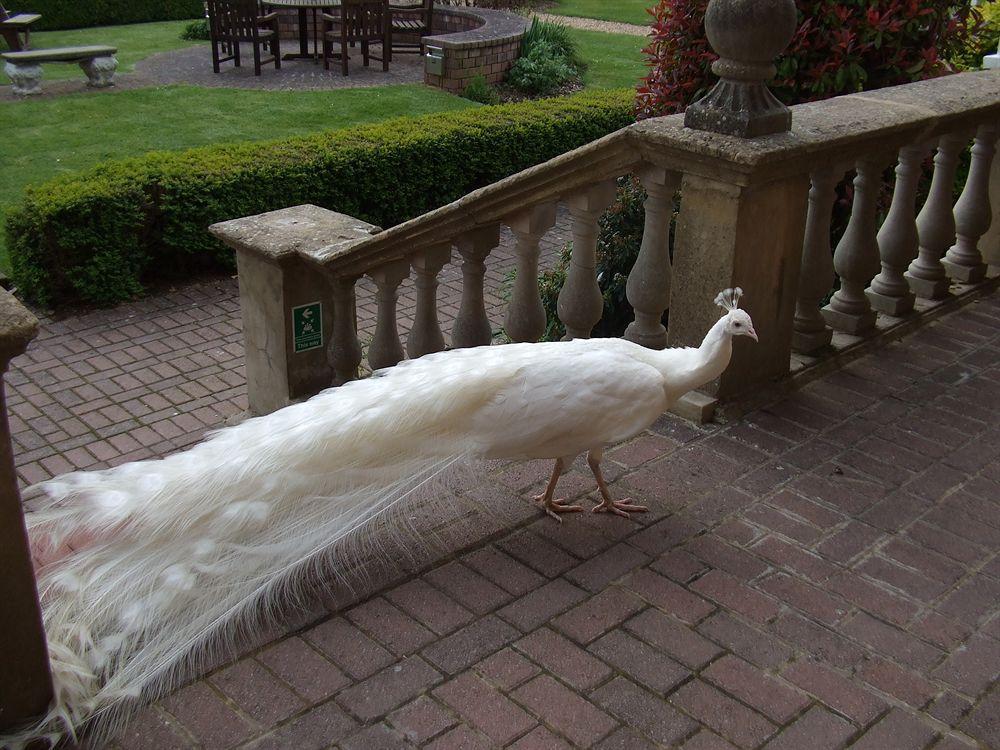 Pendley Manor Hotell Tring Exteriör bild